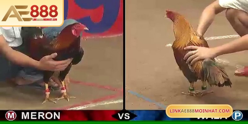 Các trận đấu được đầu tư full HD siêu chất lượng