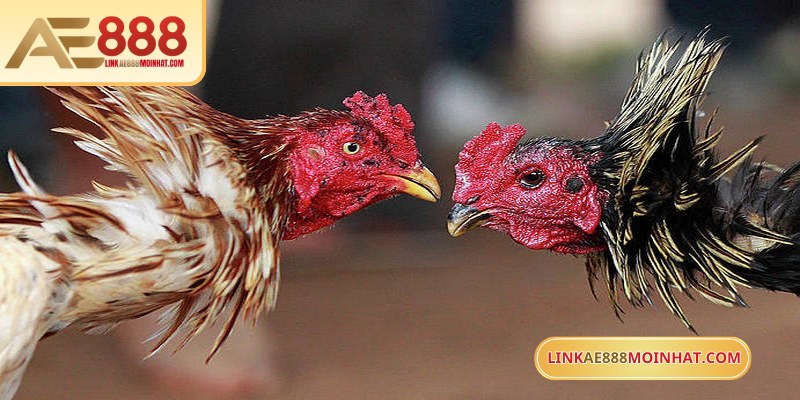 Đá gà cựa sắt trực tuyến mang đến những trận đấu gay cấn