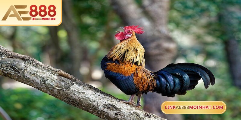 Sức khoẻ của gà được theo dõi sát sao, kỹ càng